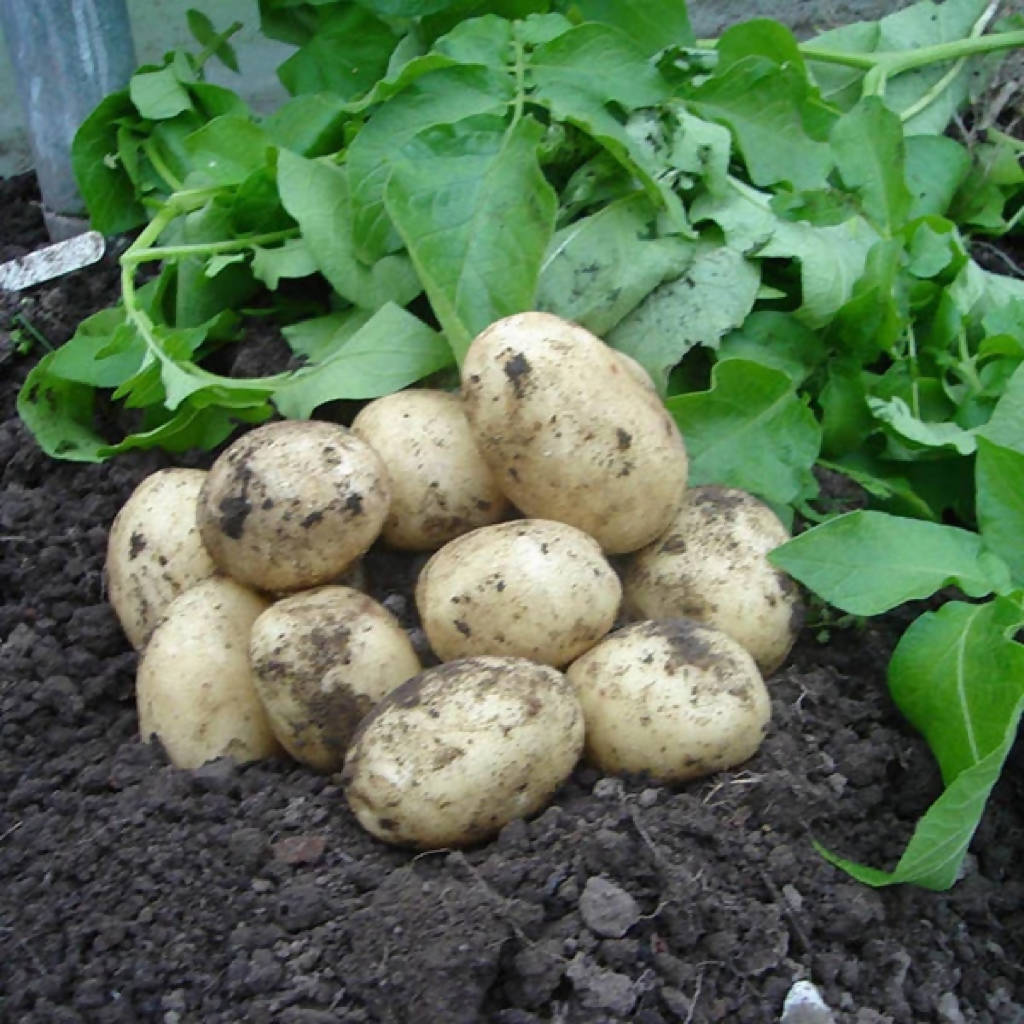 Swift Seed Potatoes sold loose/priced per Kg