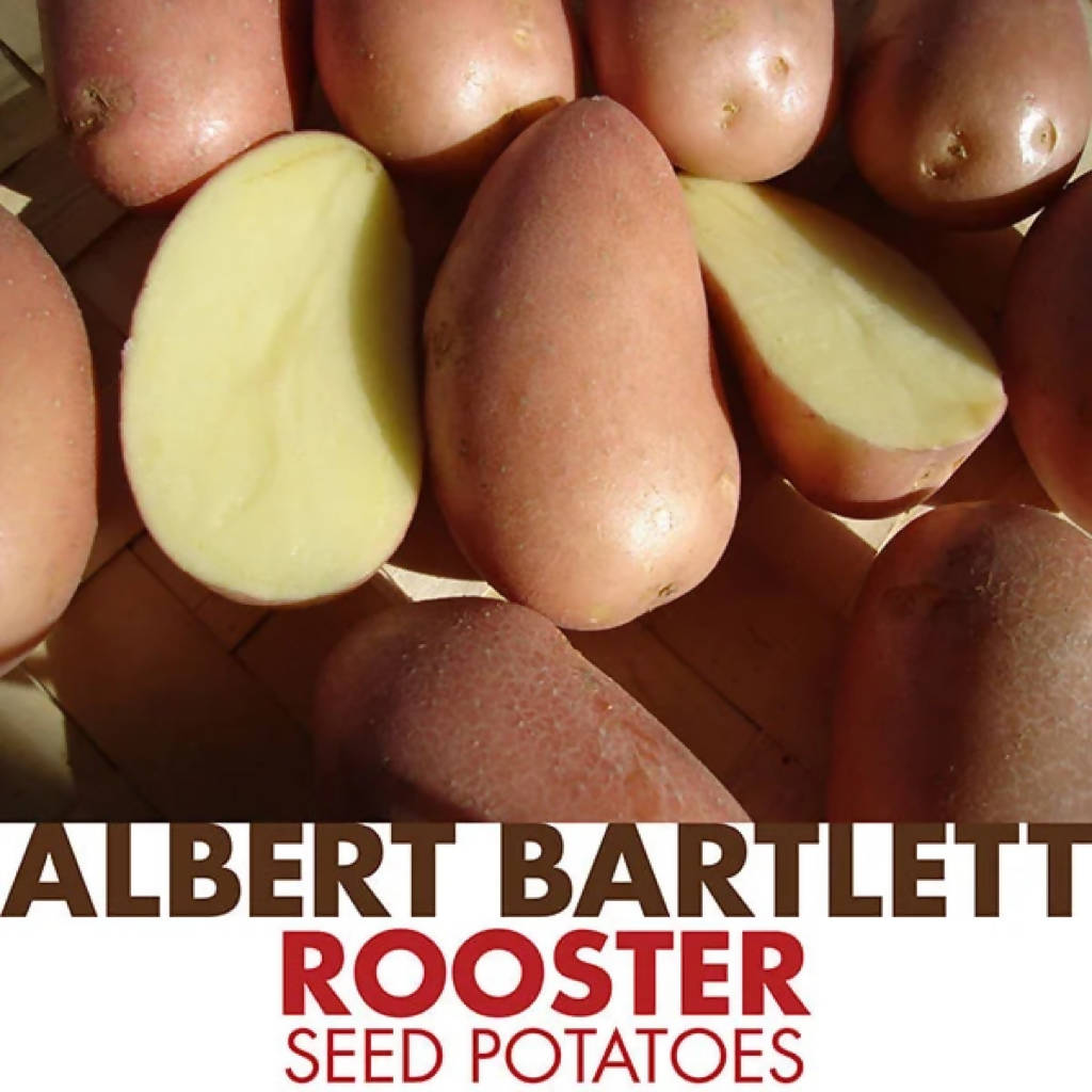 Rooster Potatoes sold loose/priced per Kg