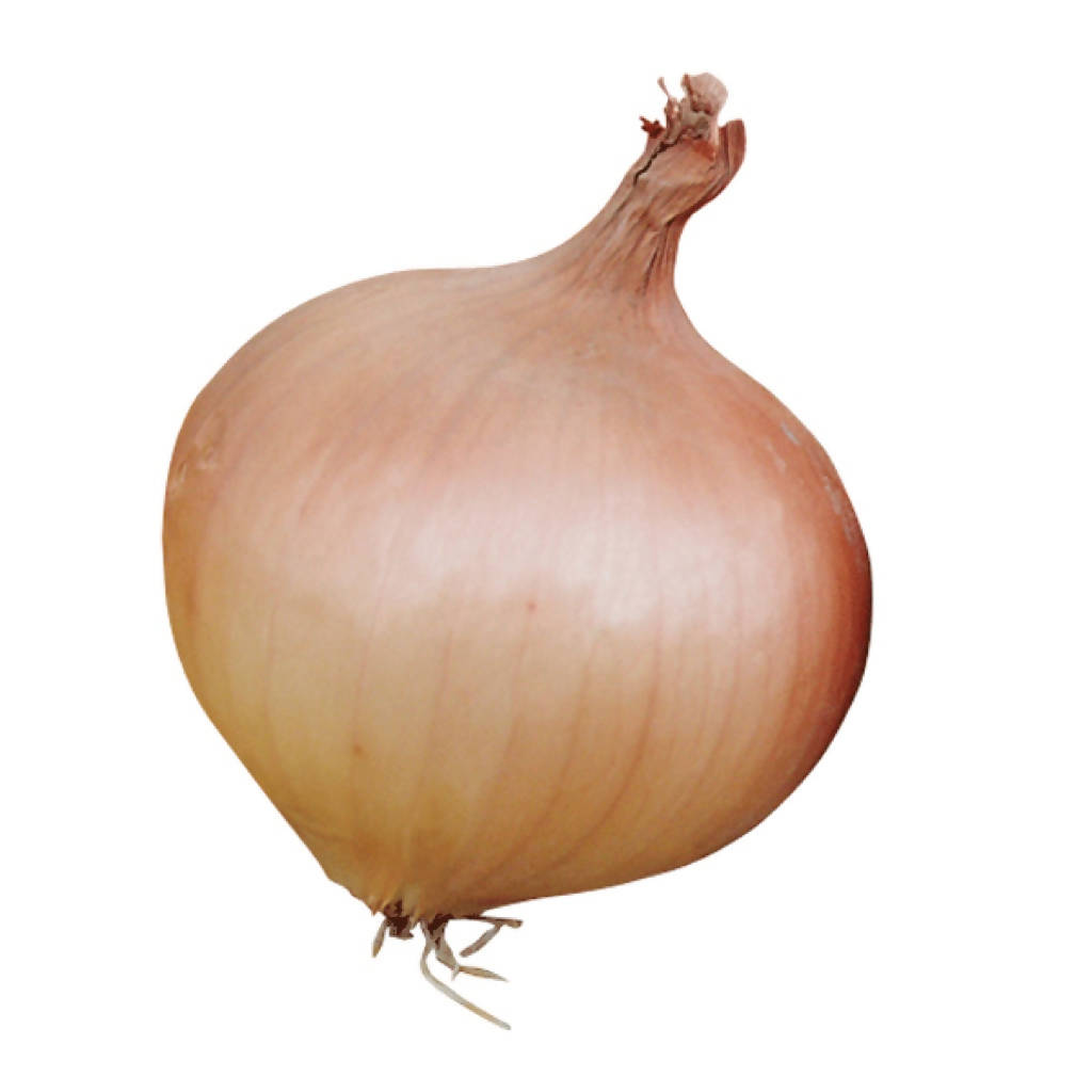 Rumba onion set sold loose/priced per Kg