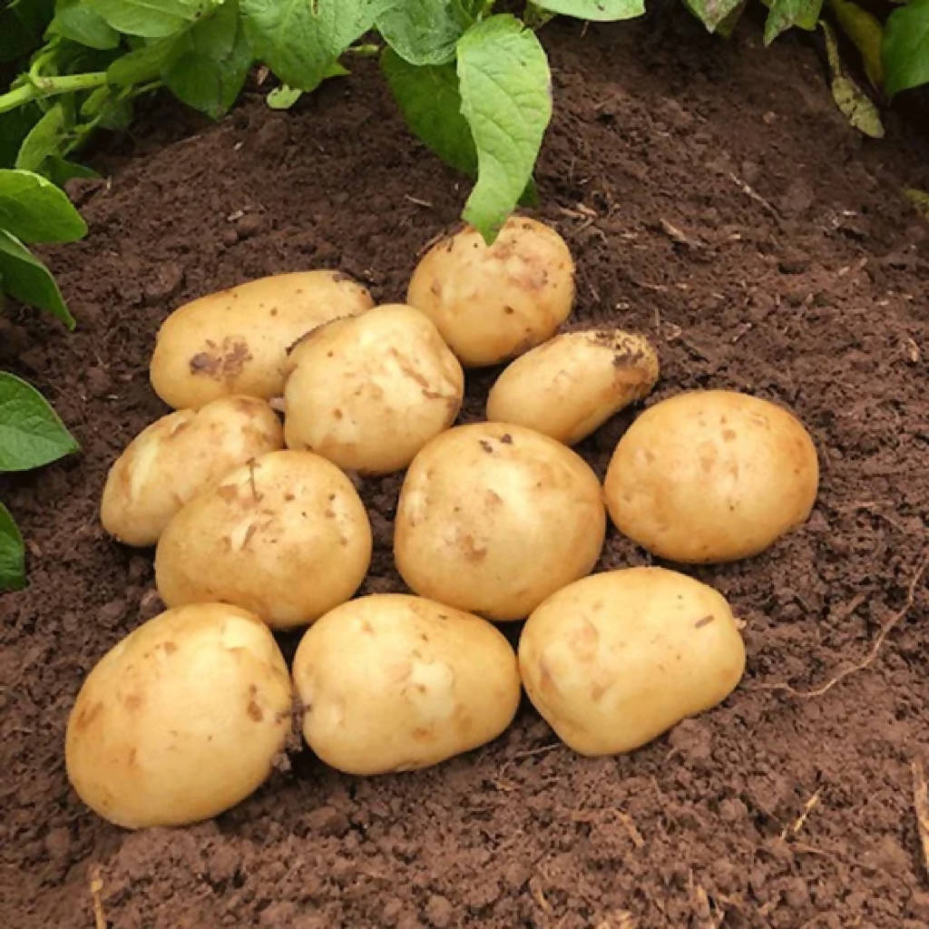 Acoustic Potatoes sold loose/priced per Kg
