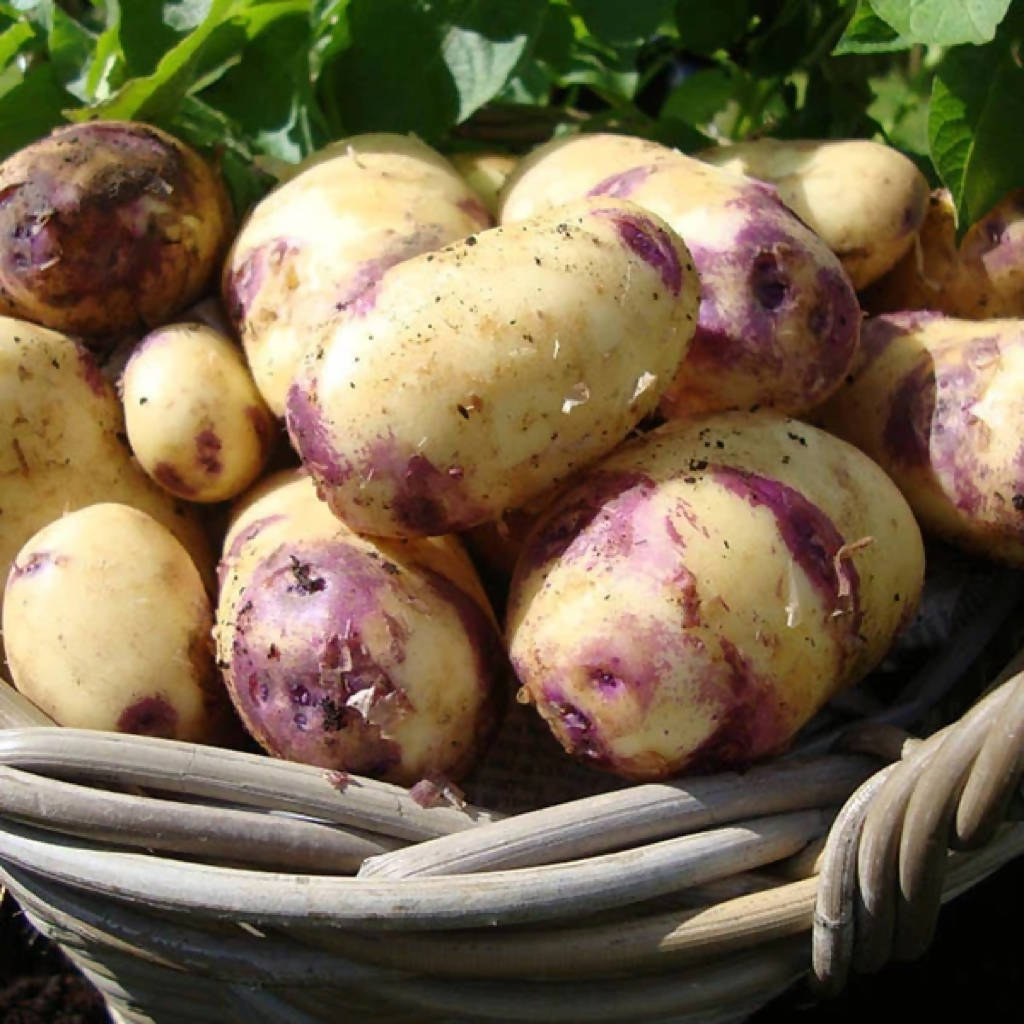 Kestrel Potatoes sold loose/priced per Kg