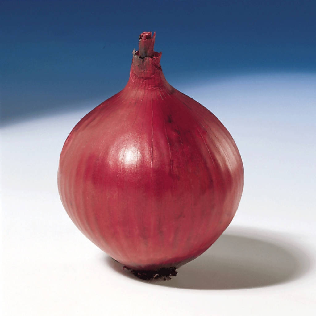 Red Karmen Onion Sets sold loose/priced per Kg