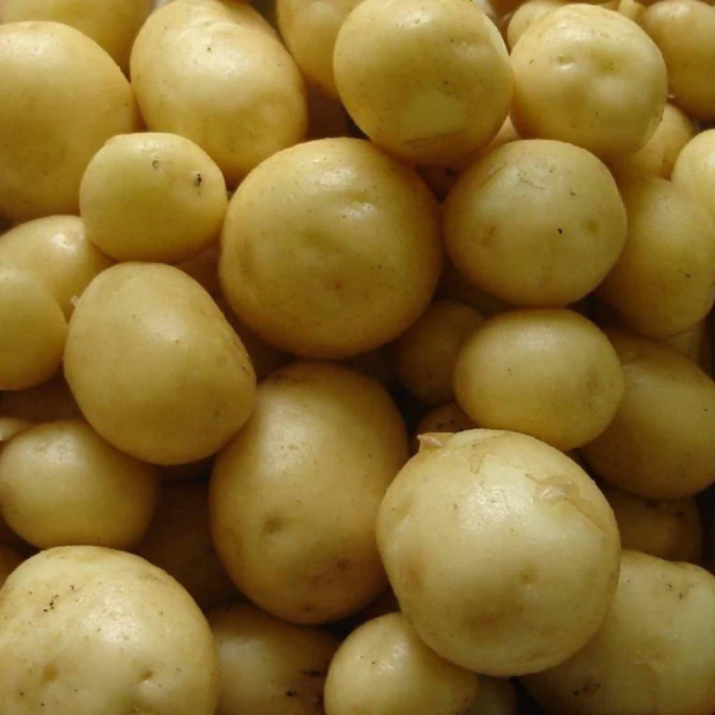 Maris Peer Potatoes sold loose/priced per Kg