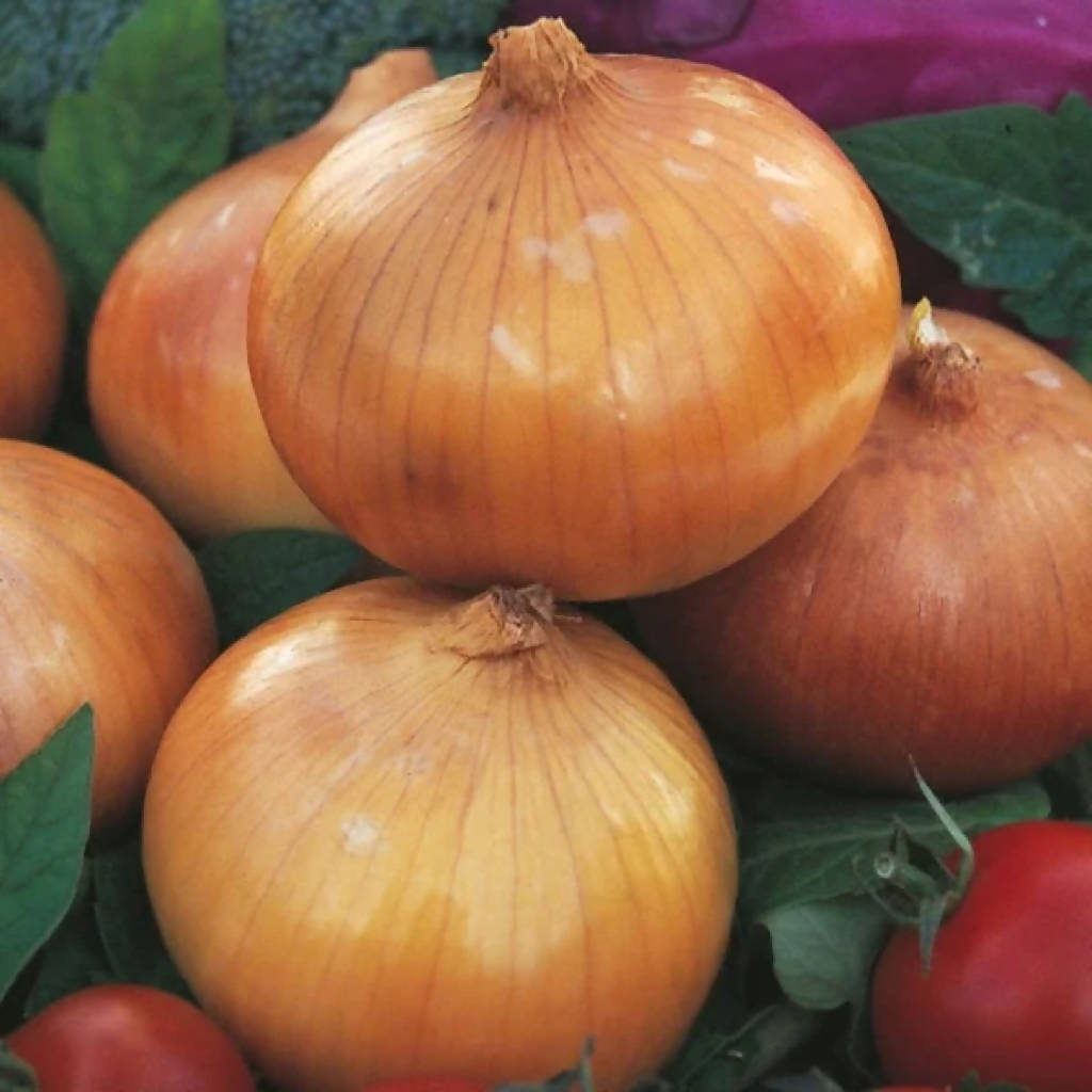 Sturon Onion Sets sold loose/priced per Kg