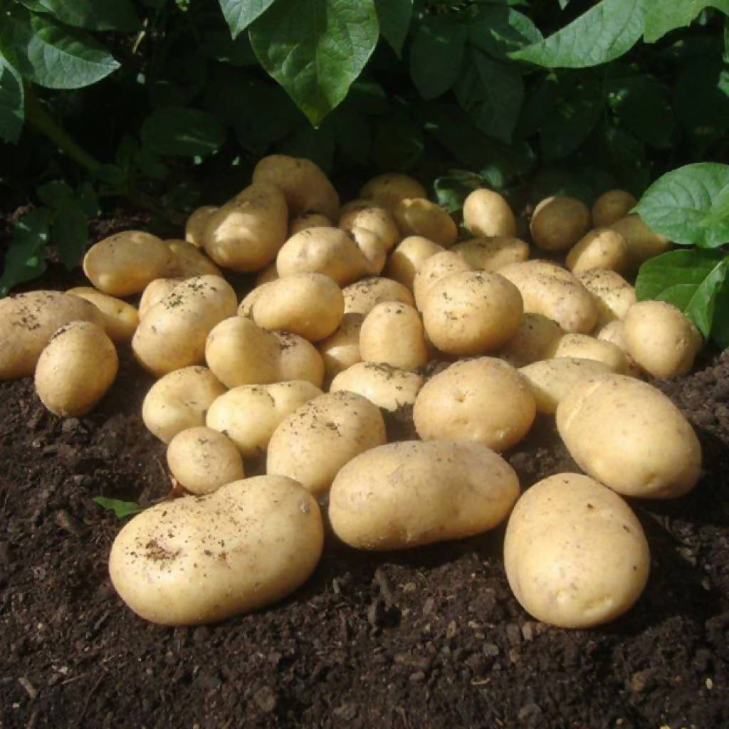 Wilja Potatoes sold loose/priced per Kg