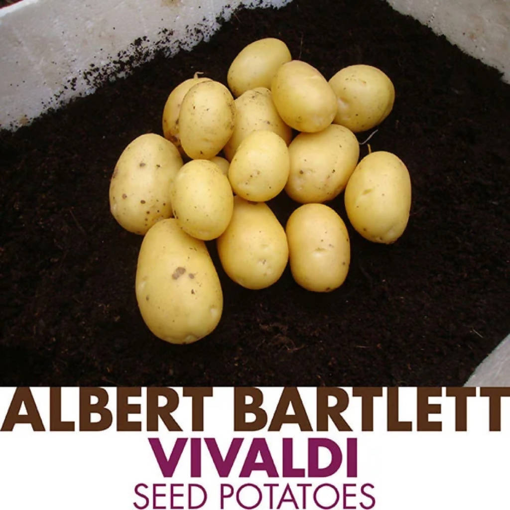 Vivaldi Potatoes sold loose/priced per Kg