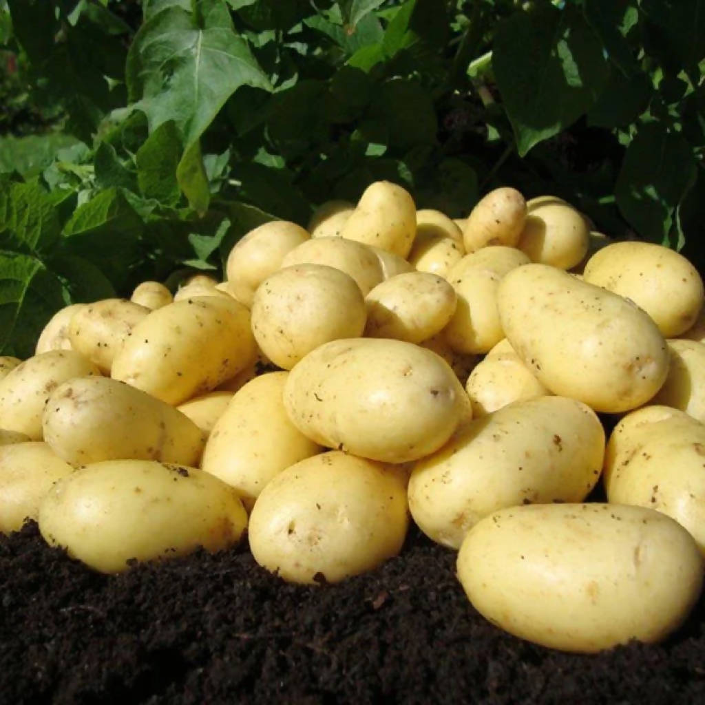 Charlotte Seed Potatoes sold loose/priced per Kg