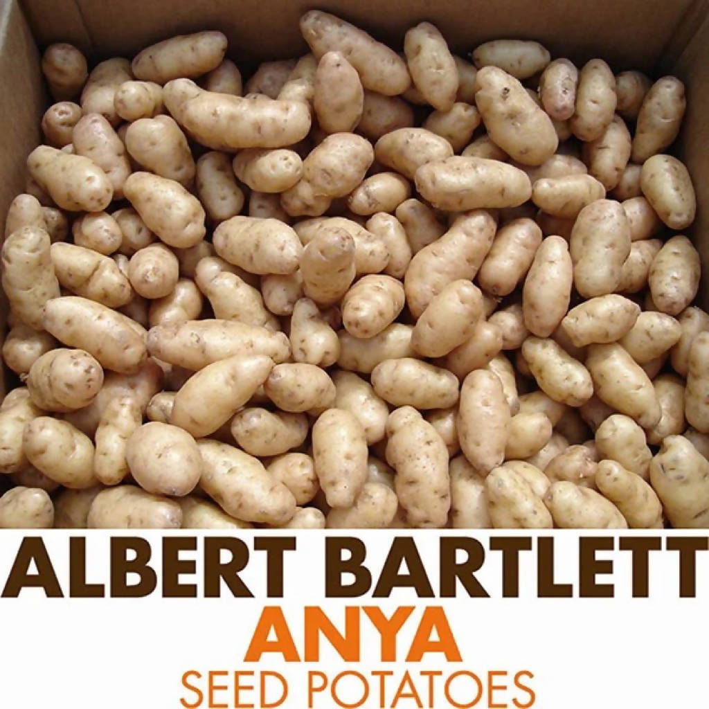 Anya Seed Potatoes sold loose/priced per Kg
