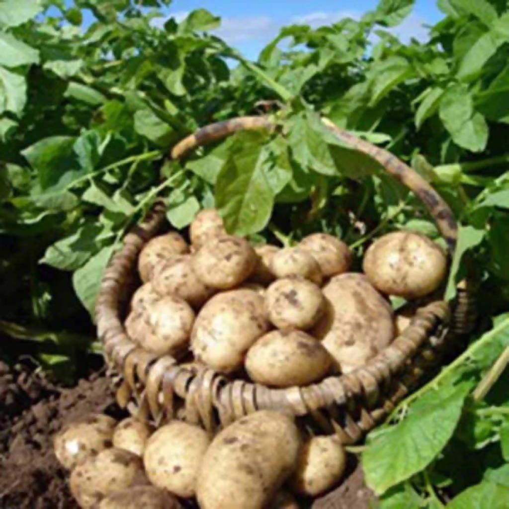 Maris Piper Potatoes sold loose/priced per Kg